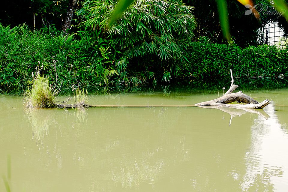 Sơn Trà Tịnh Viên | Khách sạn CHICLAND